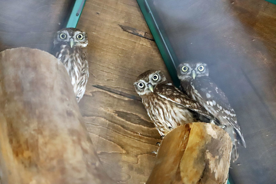 Питомцы зоосада: сычи домовые Фанни, Сява и Бруня. Фото: filosovia.ru