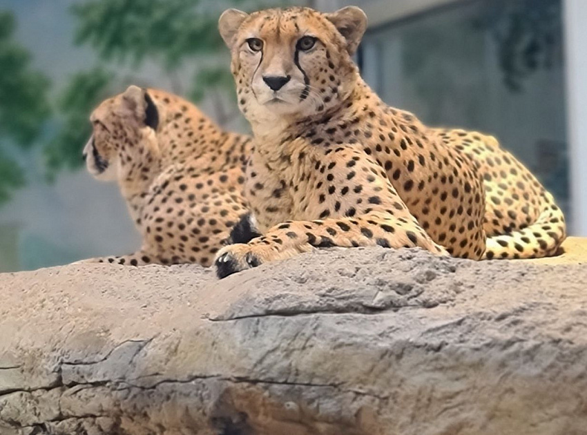 Гепарды. Фото: https://kazzoobotsad.ru