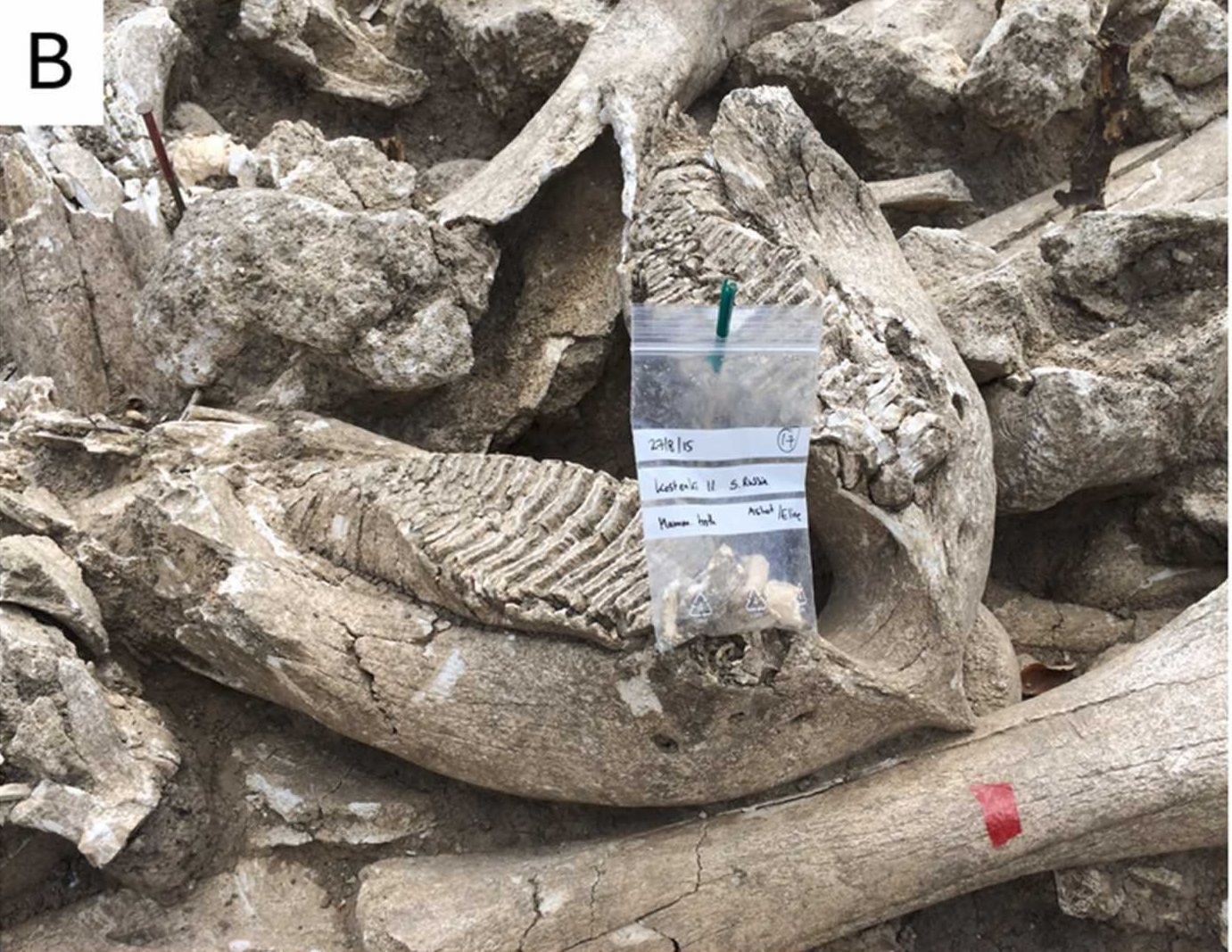 Нижняя челюсть мамонта (материал из оригинальной статьи)