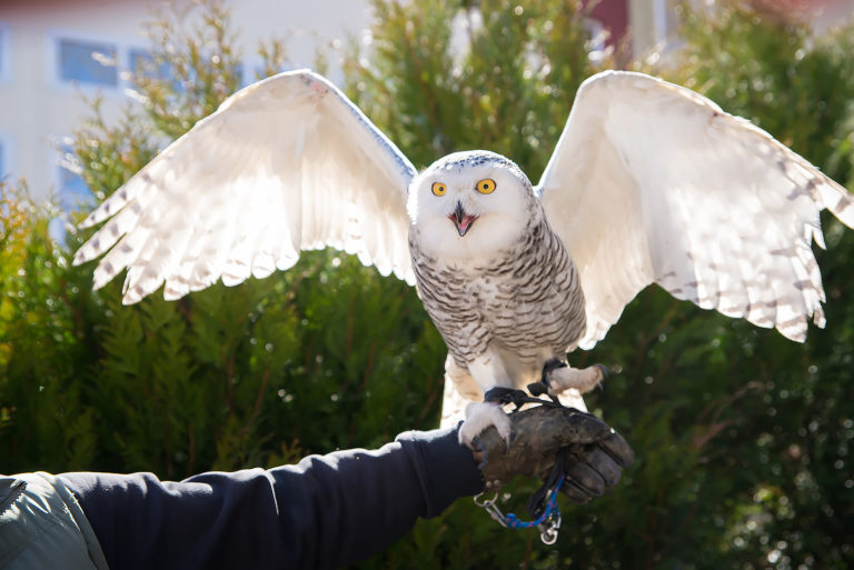 Питомцы зоосада: белая (полярная) сова Тати. Фото: filosovia.ru