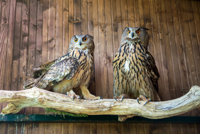 Питомцы зоосада: филины Зелена и Смарт. Фото: filosovia.ru